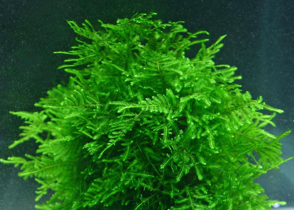 aquarium plants